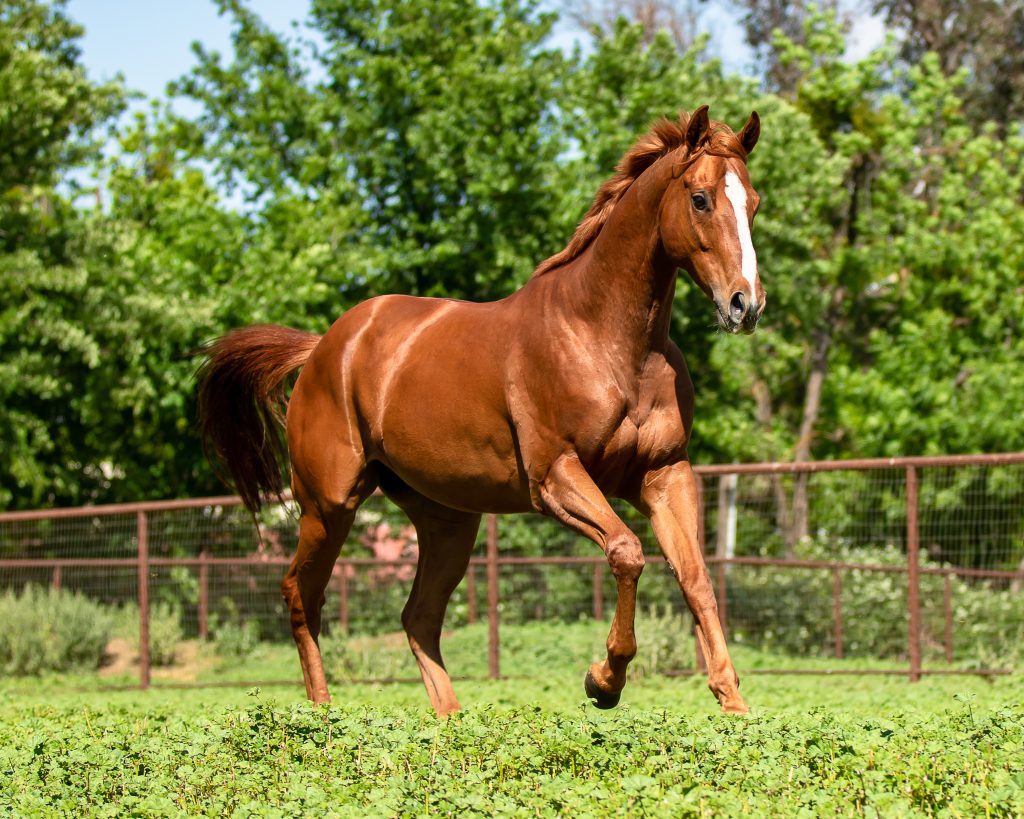 Placement Program Graduate ThisMustBeThePlace Frolics in an Open Field at Aftercare Charity Partner Canter CA