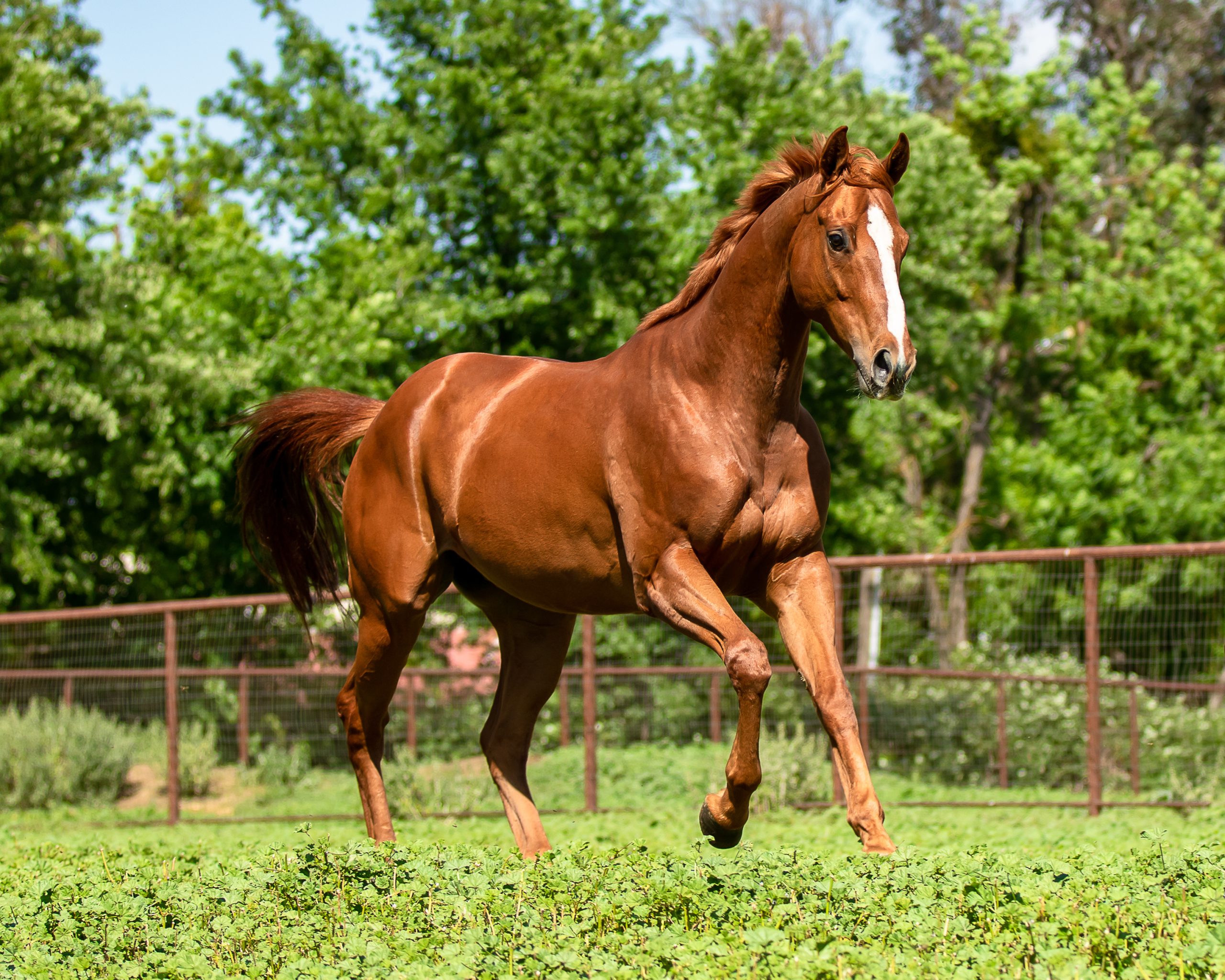 Placement Program Graduate ThisMustBeThePlace Frolics in an Open Green Field at Aftercare Charity Partner Canter CA