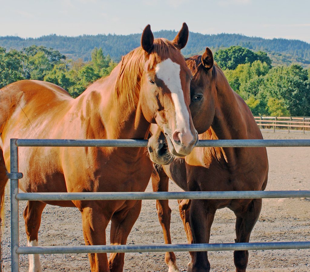 Spotlight: Aftercare Partner GEVA, Inc. Equine Retirement Foundation